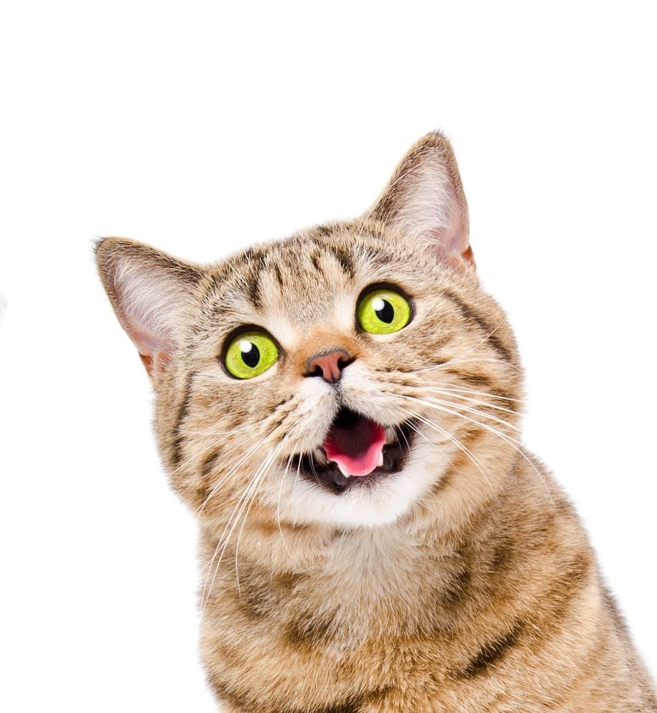 380g Cat Food Supplement