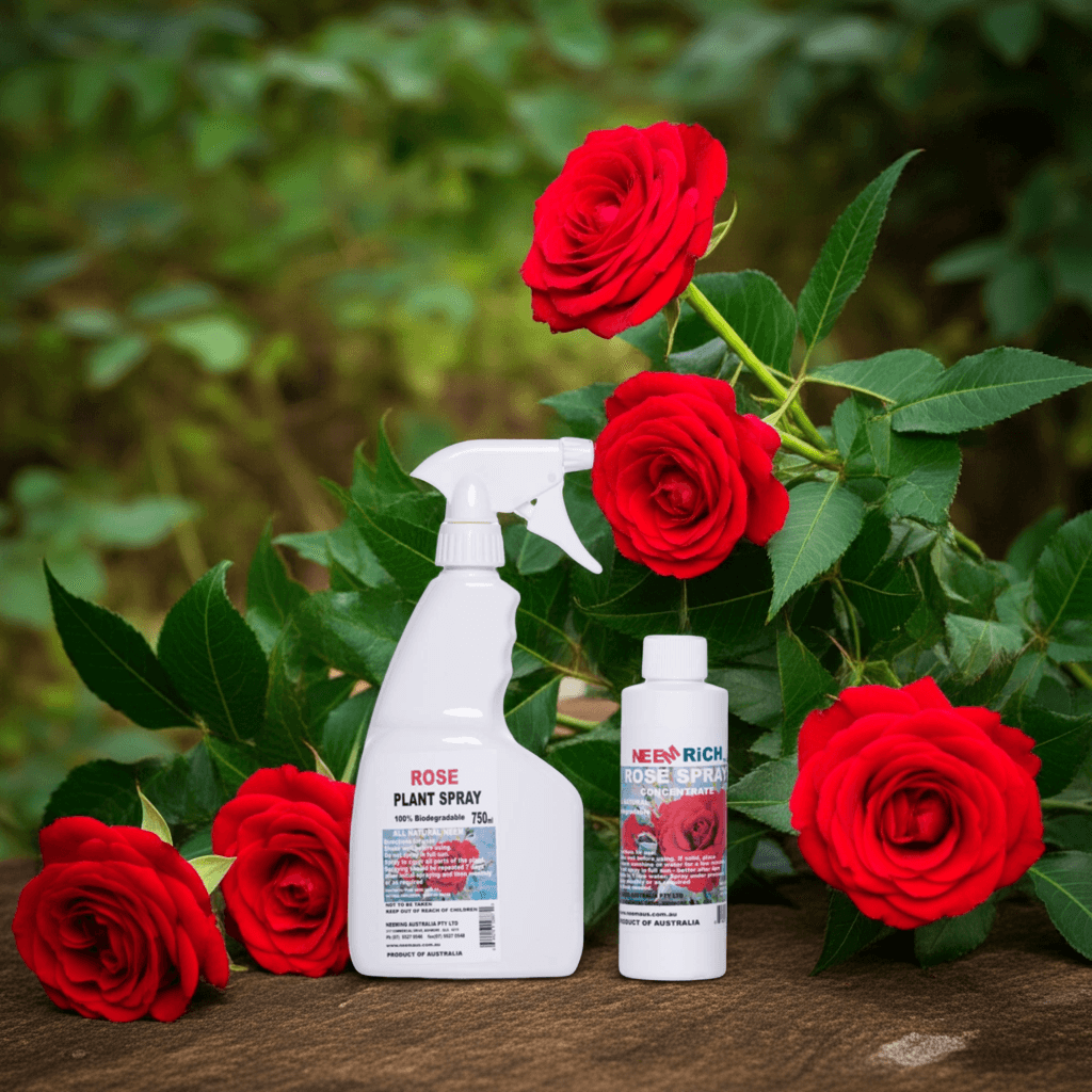 ROSE SPRAY DUO