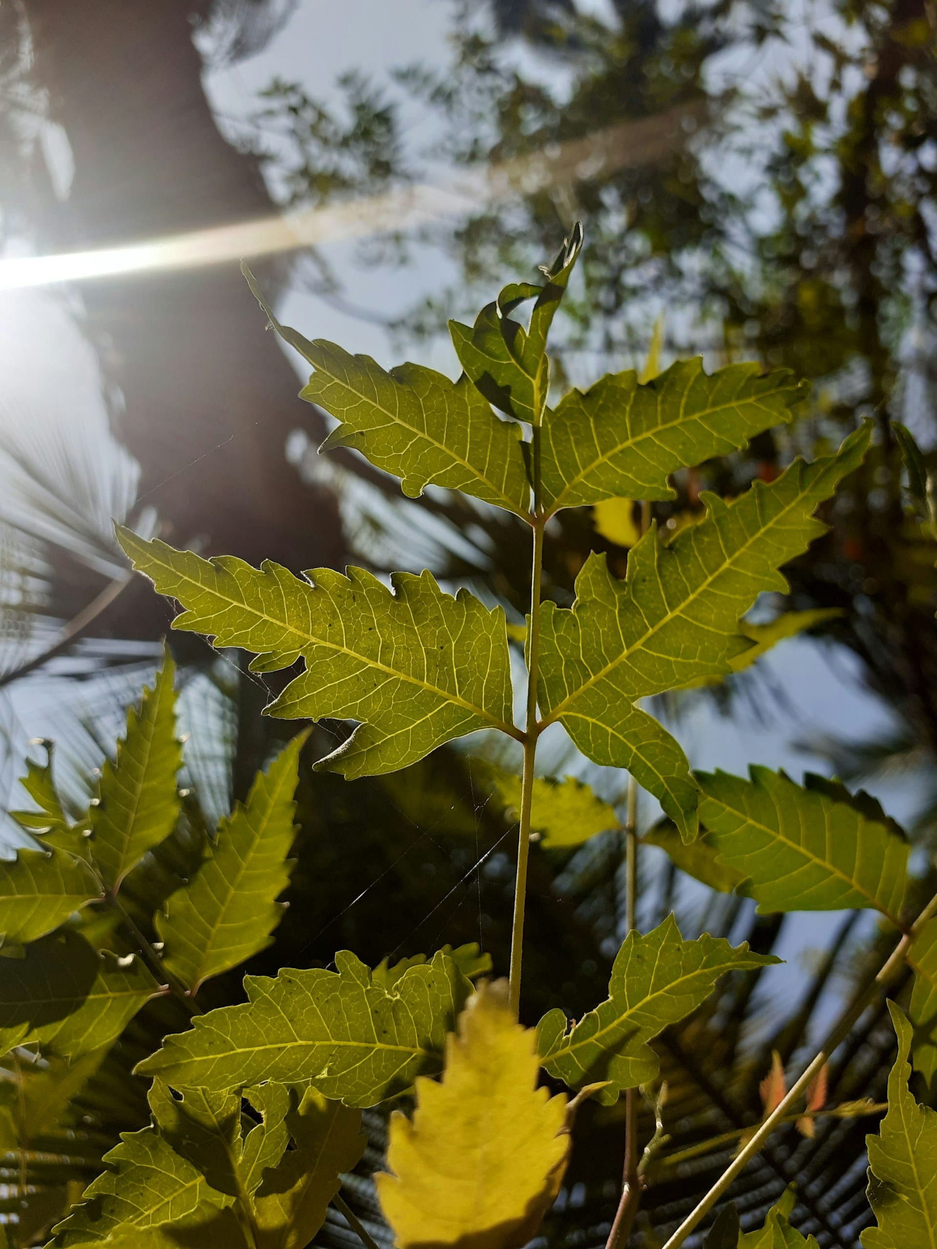 What is Neem Oil - Neem tree leaves