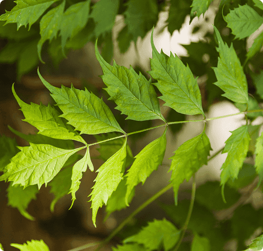 Neem plant - what is neem