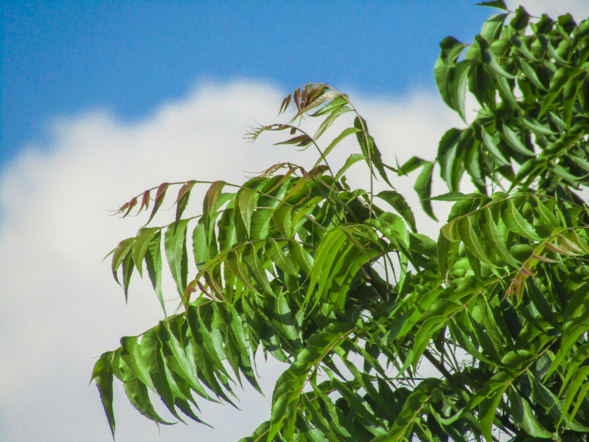 Featured image for “What is neem oil?”